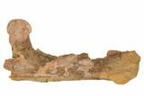 Triceratops Mandible (Lower Jaw) On Stand - Wyoming #192545-5